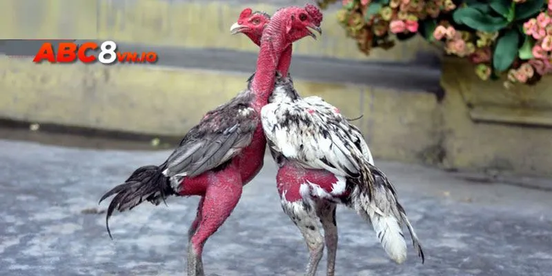 Gà chọi Hòa Phong - Điểm đến yêu thích của sư kê Việt Địa chỉ cung cấp gà nòi uy tín, chất lượng