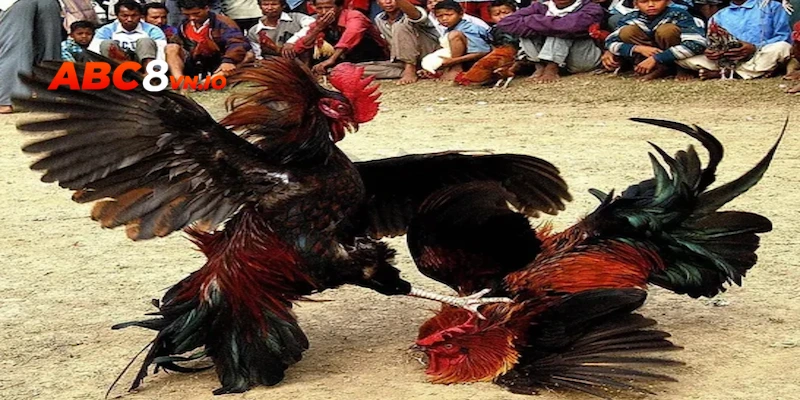 Đá gà cựa sắt - Trải nghiệm đặt cược siêu kịch tính, hồi hộp Nhiều khuyến mãi khủng khi chơi đá gà cựa sắt